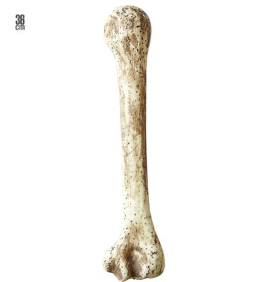 Prehistorická kosť, 36 cm